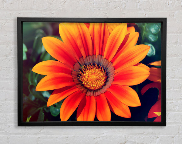 Spring Lover Framed Print
