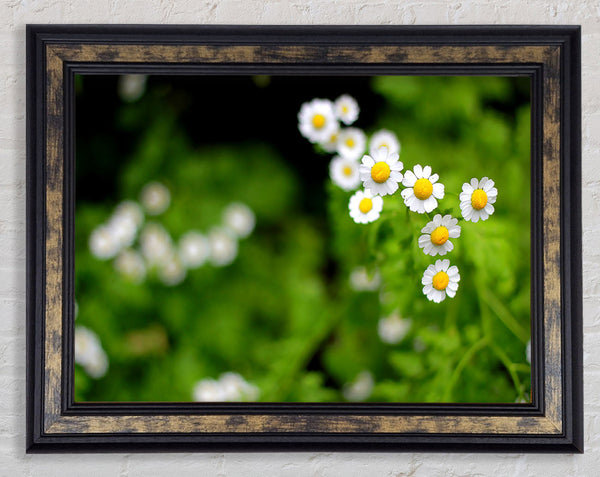 Floral Delight Framed Print
