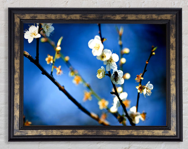 Bee On White Flowers Framed Print