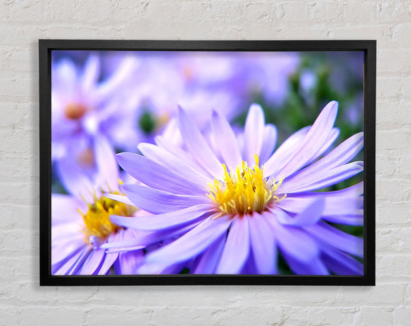 Pretty Violet Flowers Framed Print