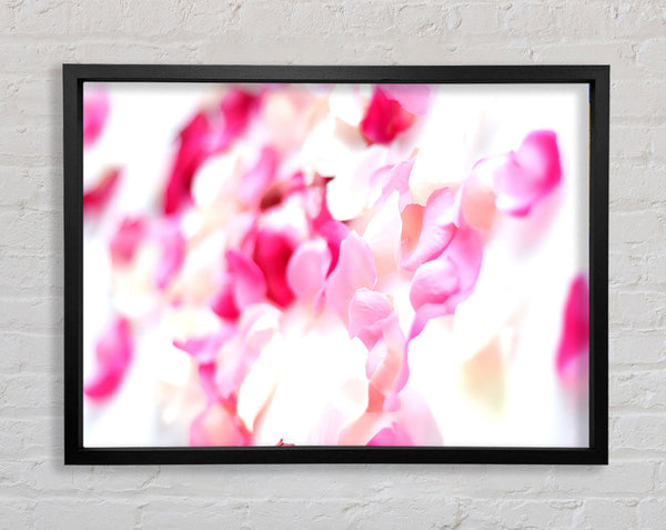 Pink Orchid Galour Framed Print