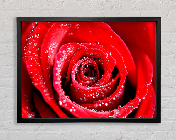 Water Drops On Red Rose Framed Print