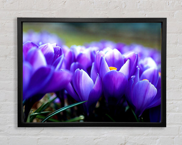 Purple Crocus Garden Framed Print