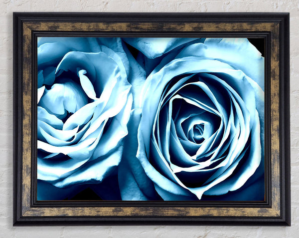 Twin Blue Roses Framed Print