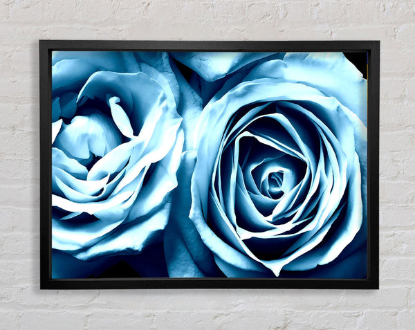 Twin Blue Roses Framed Print