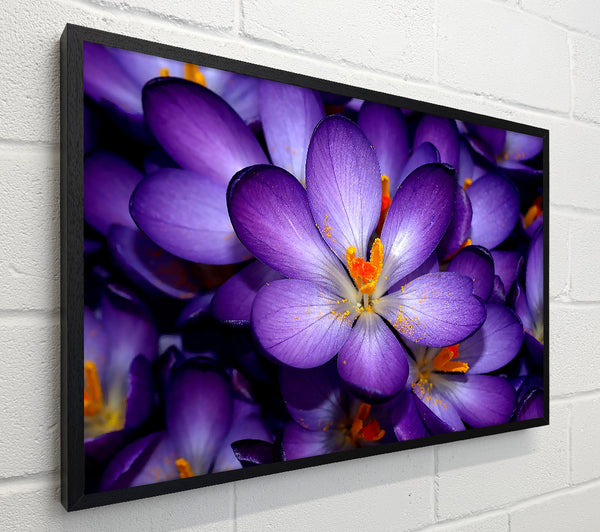 Autumn Purple Crocus