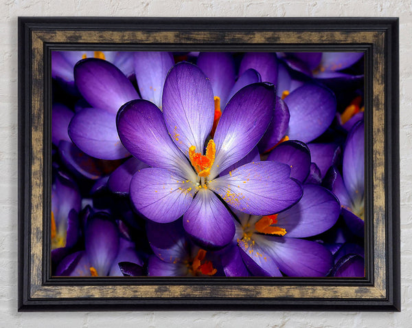 Autumn Purple Crocus Framed Print
