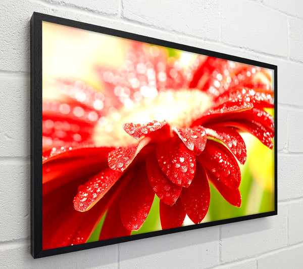 Amazing Red Flower