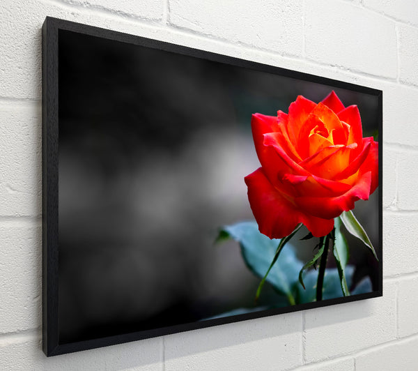 Orange Rose On Black