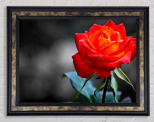 Orange Rose On Black Framed Print