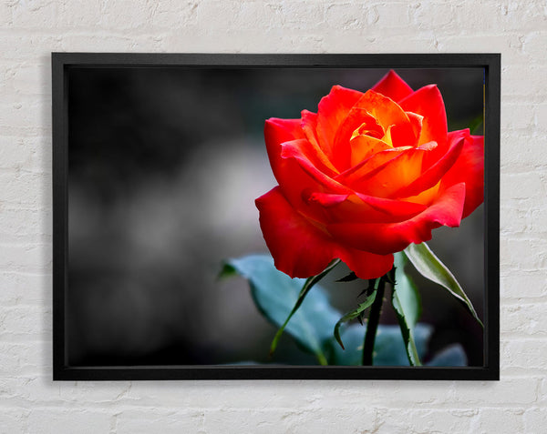 Orange Rose On Black Framed Print