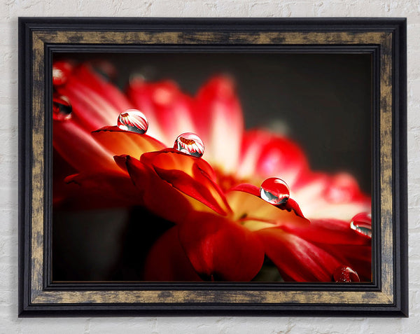 Macro Drops Framed Print