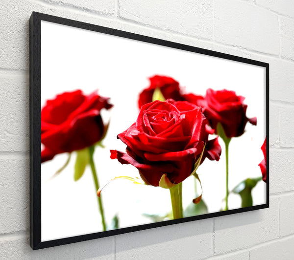 Long Stem Red Roses