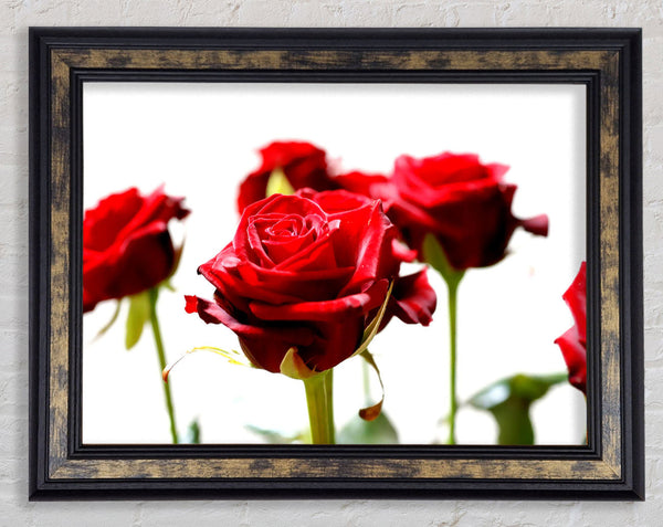 Long Stem Red Roses Framed Print