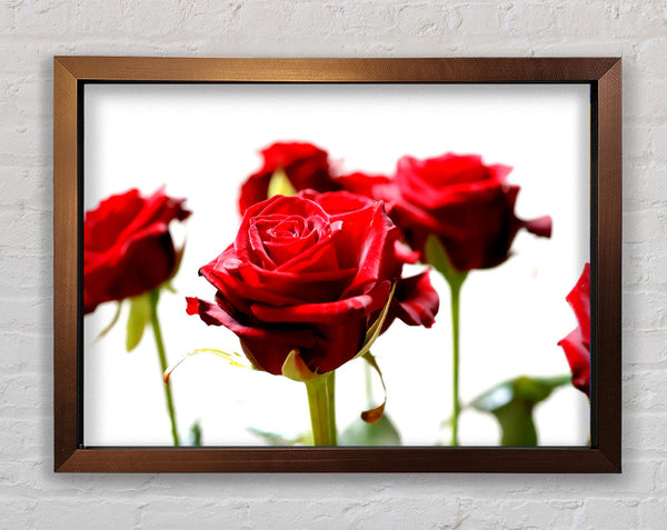 Long Stem Red Roses Framed Print