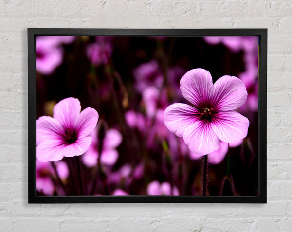 Purple Trumpets Framed Print