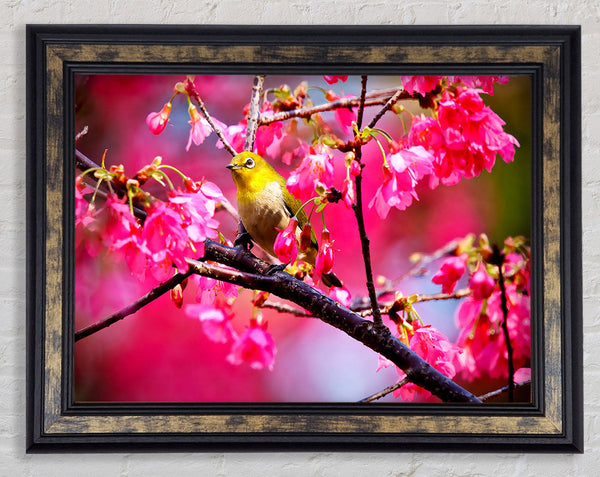 Mountain Cherry Bird Framed Print