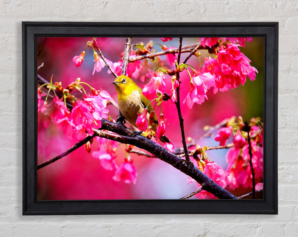 Mountain Cherry Bird Framed Print