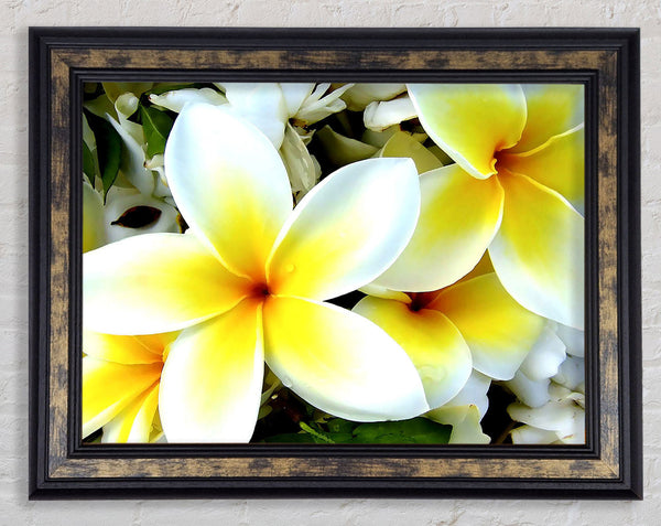 White Yellow Flowers Framed Print