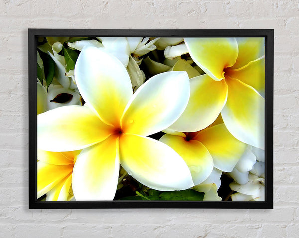 White Yellow Flowers Framed Print