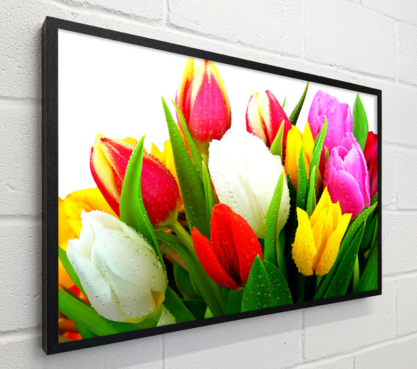 Fresh Tulips