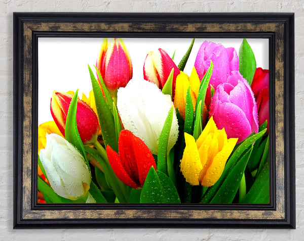 Fresh Tulips Framed Print
