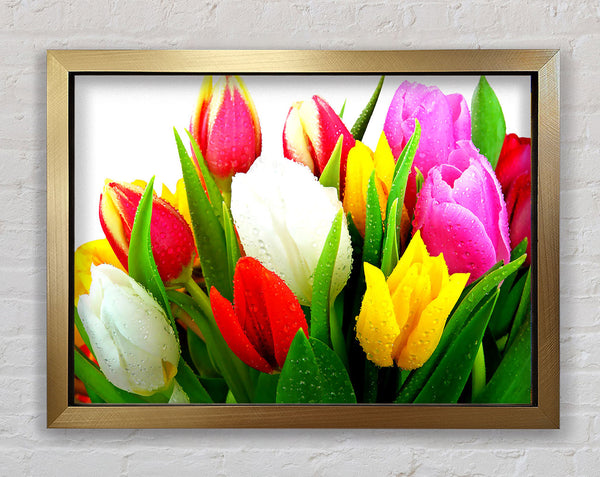 Fresh Tulips Framed Print