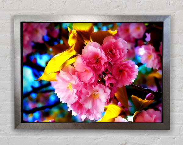 Beautiful Cherry Blossom Bunch Framed Print