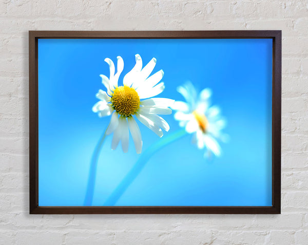 Duo Daisy Skies Framed Print