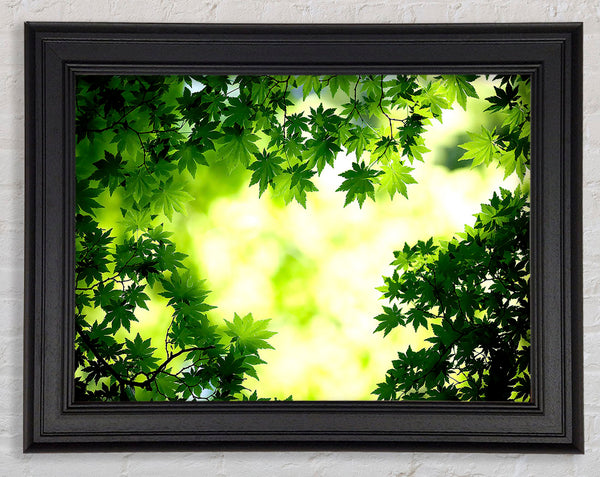 Green Maple Leaves Framed Print