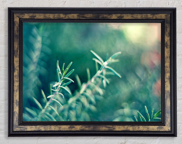 Rosemary Framed Print