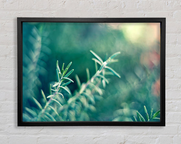Rosemary Framed Print