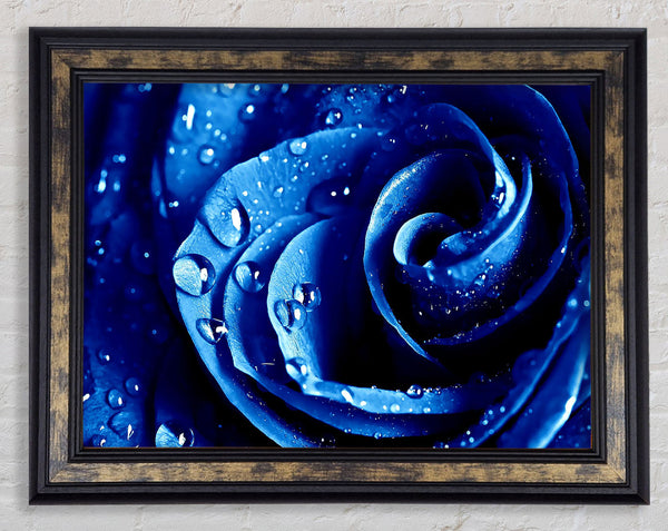 Wet Drops Blue Rose Framed Print