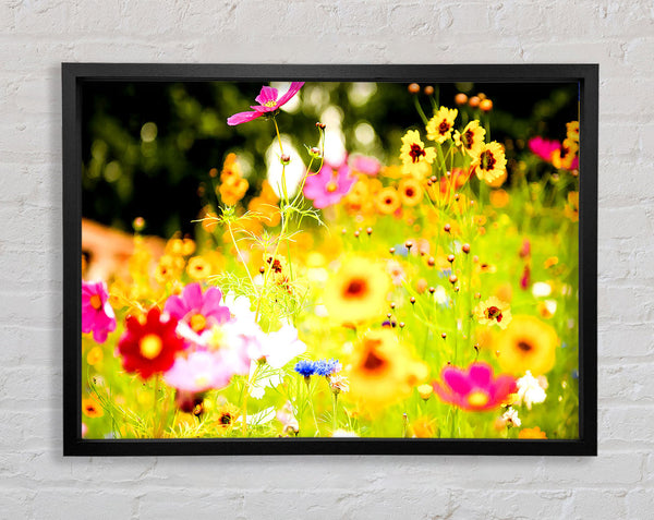 Vivid Wild Rainbow Flowers Framed Print