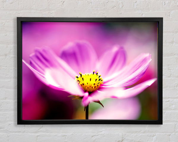 Purple Cosmos Flower Framed Print