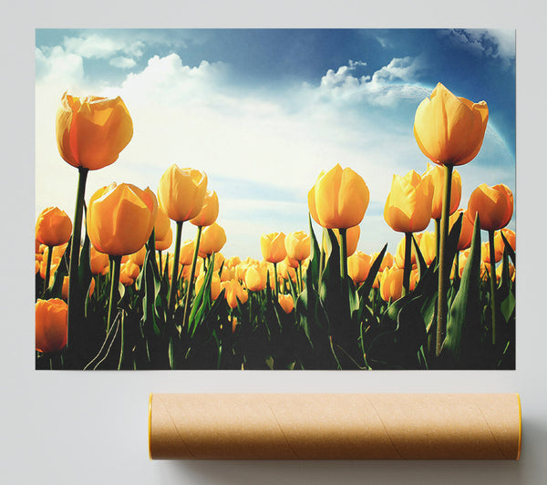 Yellow Tulips In The Cloudy Skies Print