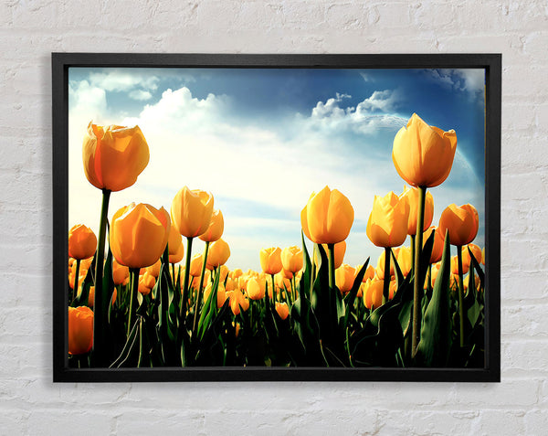 Yellow Tulips In The Cloudy Skies Framed Print