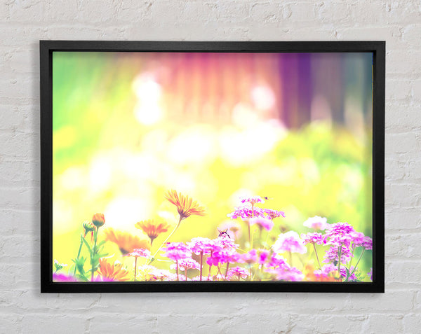 Marigold Lilac Purple Flowers Framed Print
