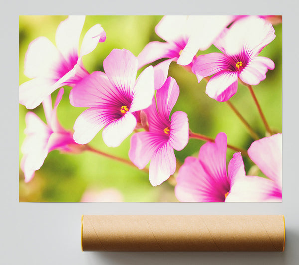 Purple Verbena Poster