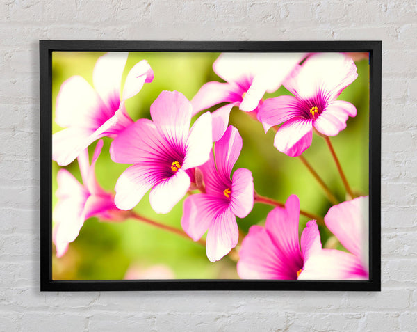 Purple Verbena Framed Print