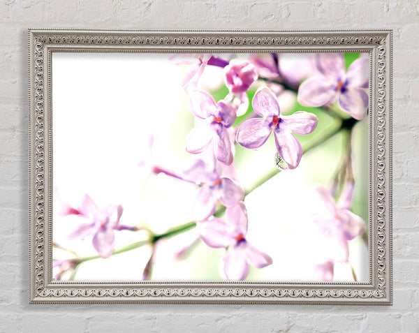 Lilac Flowers Framed Print