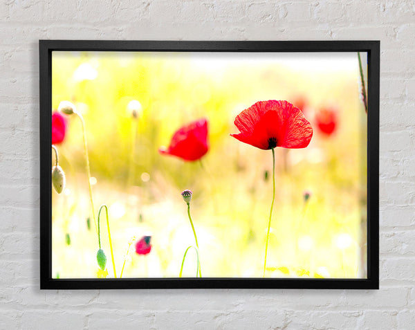Poppy Sunlight Framed Print