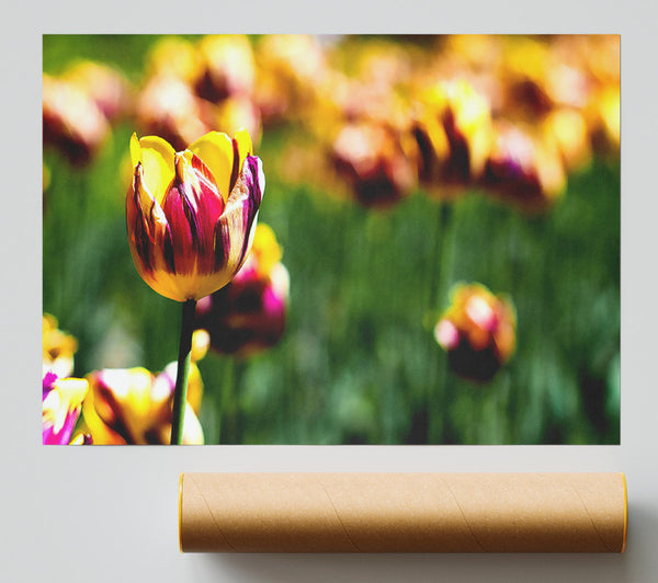 Botanical Garden Tulips Poster
