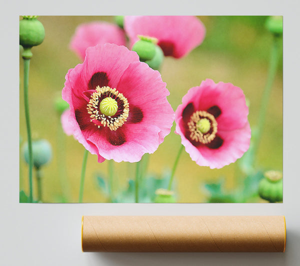 Pink Poppies In Bloom Poster