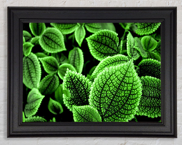Beautiful Green Leaves Framed Print