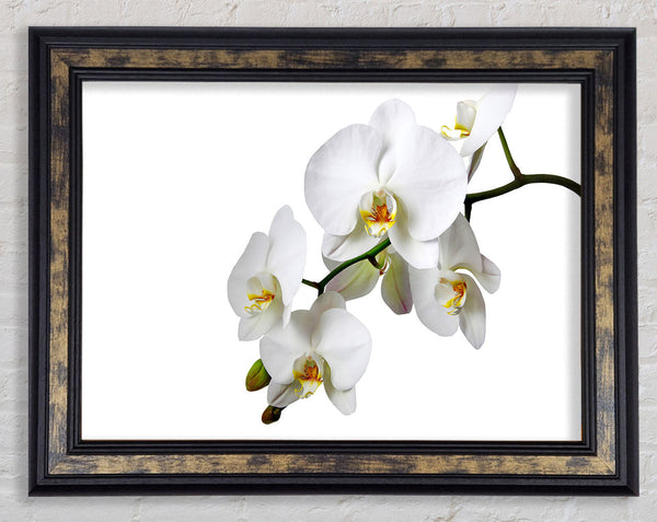 White Orchid Beauty Framed Print