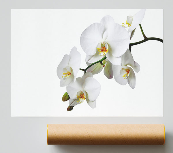 White Orchid Beauty Print