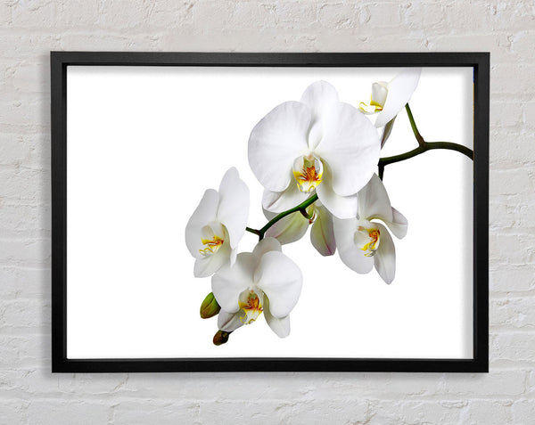 White Orchid Beauty Framed Print