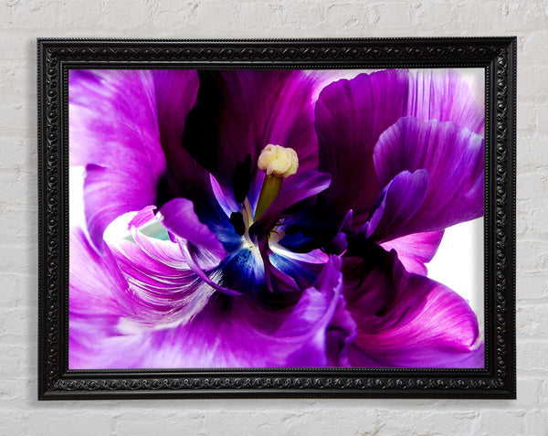 In The Purple Centre Of Beauty Framed Print