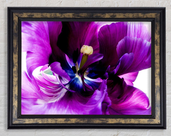 In The Purple Centre Of Beauty Framed Print